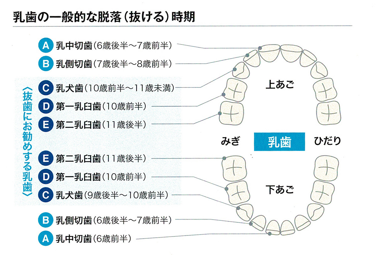 歯髄再生治療 - 東京の根管治療・歯内療法専門医院 | 東京歯内